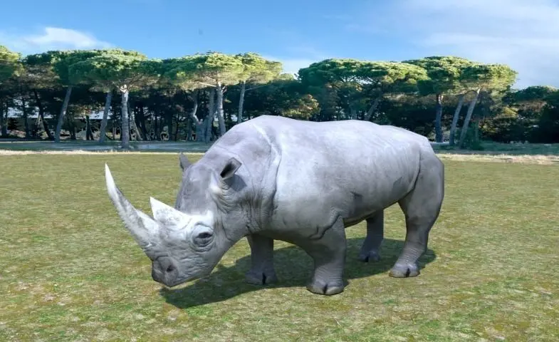 African Rhino Low-poly 3D model