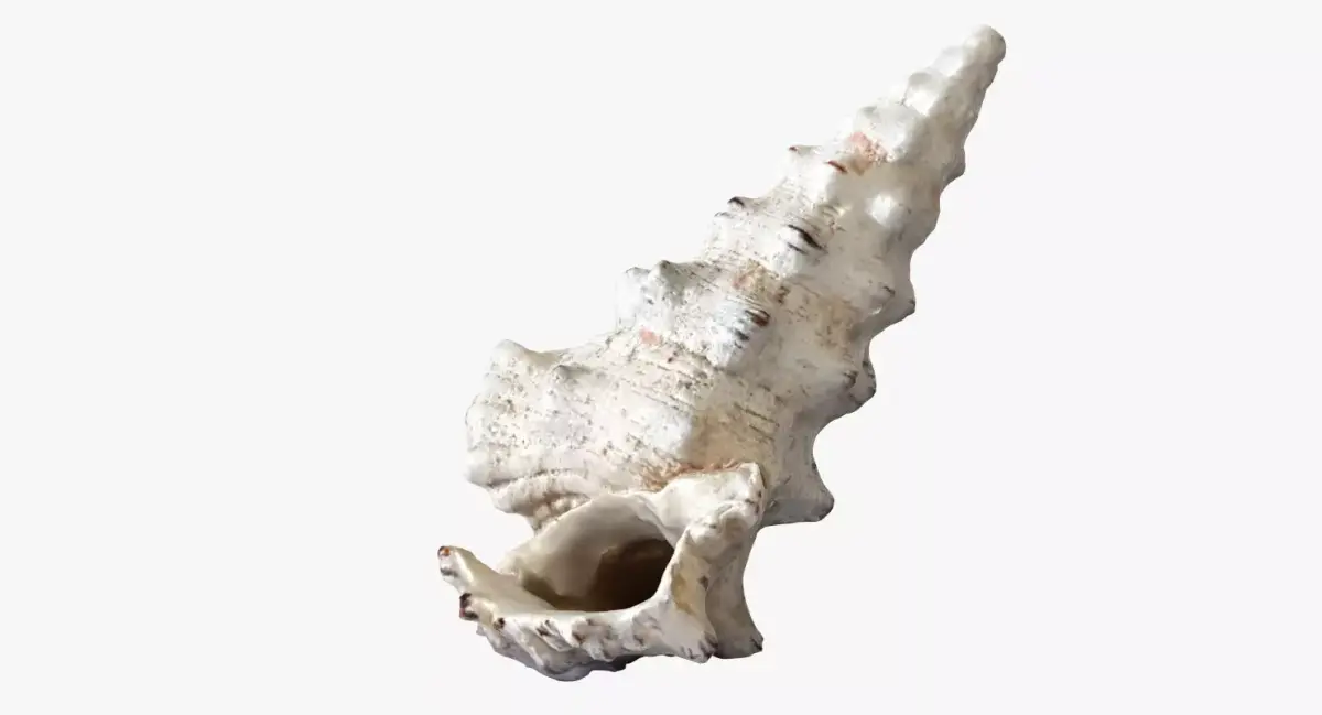 Seashell conch shell 3D model