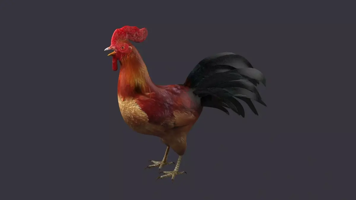 rooster rigged bird farm cock feather chicken poultry animal 3D model