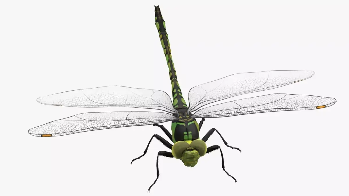 Dragon Fly  Low-poly 3D model