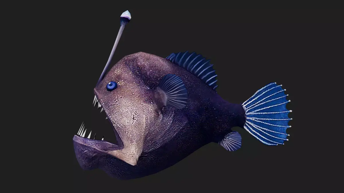 Monkfish Low-poly 3D model buy