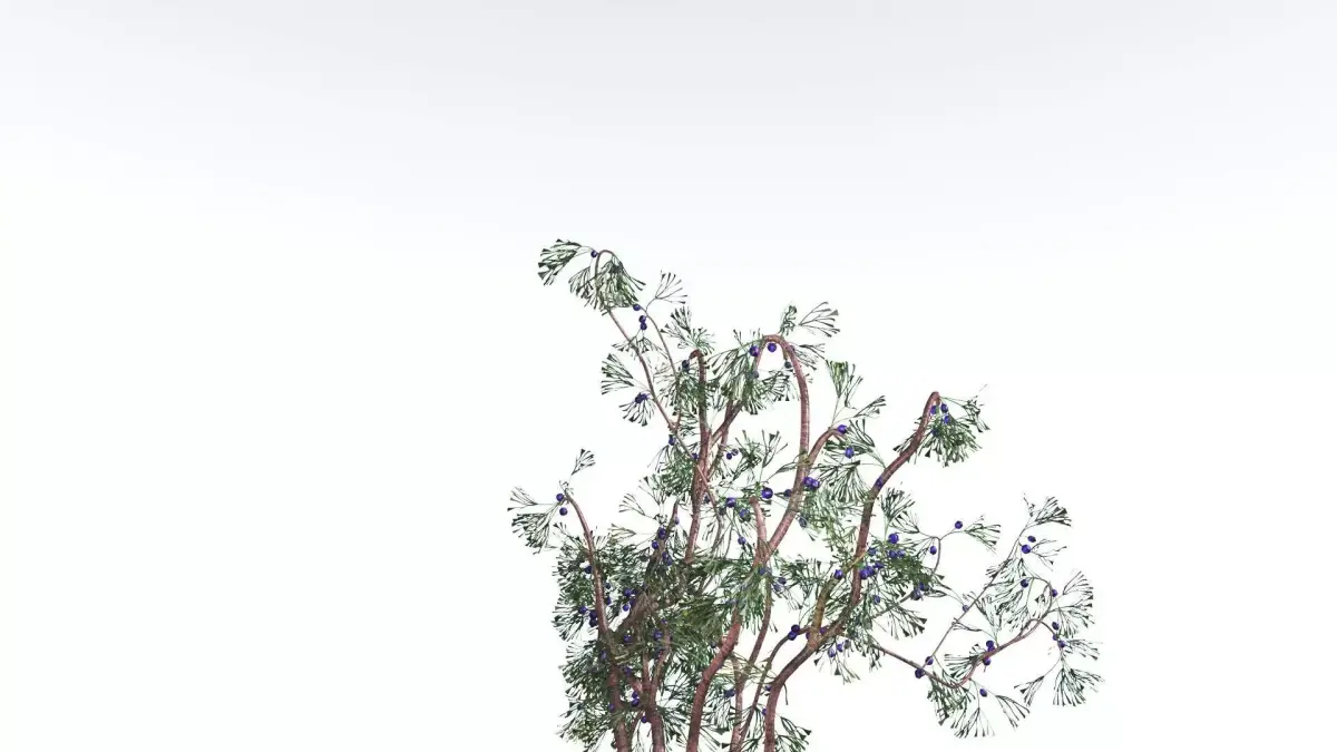 EVERYPlant Baiera 3 --14 Models-- 3D model