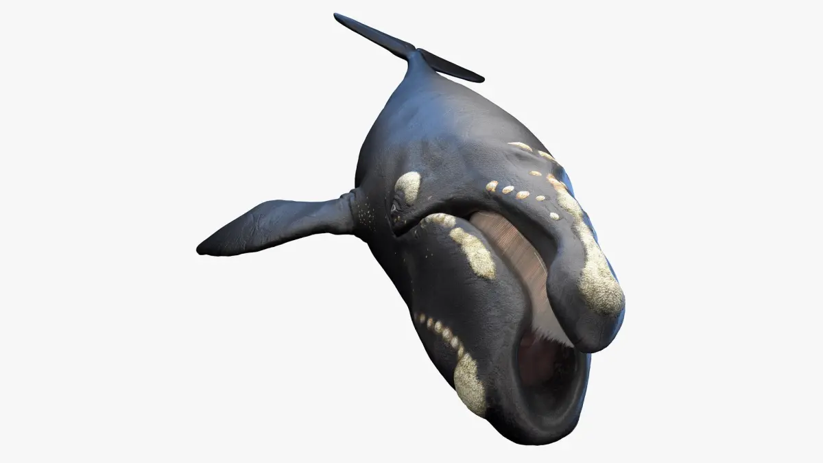 Right Whale Static 3D model