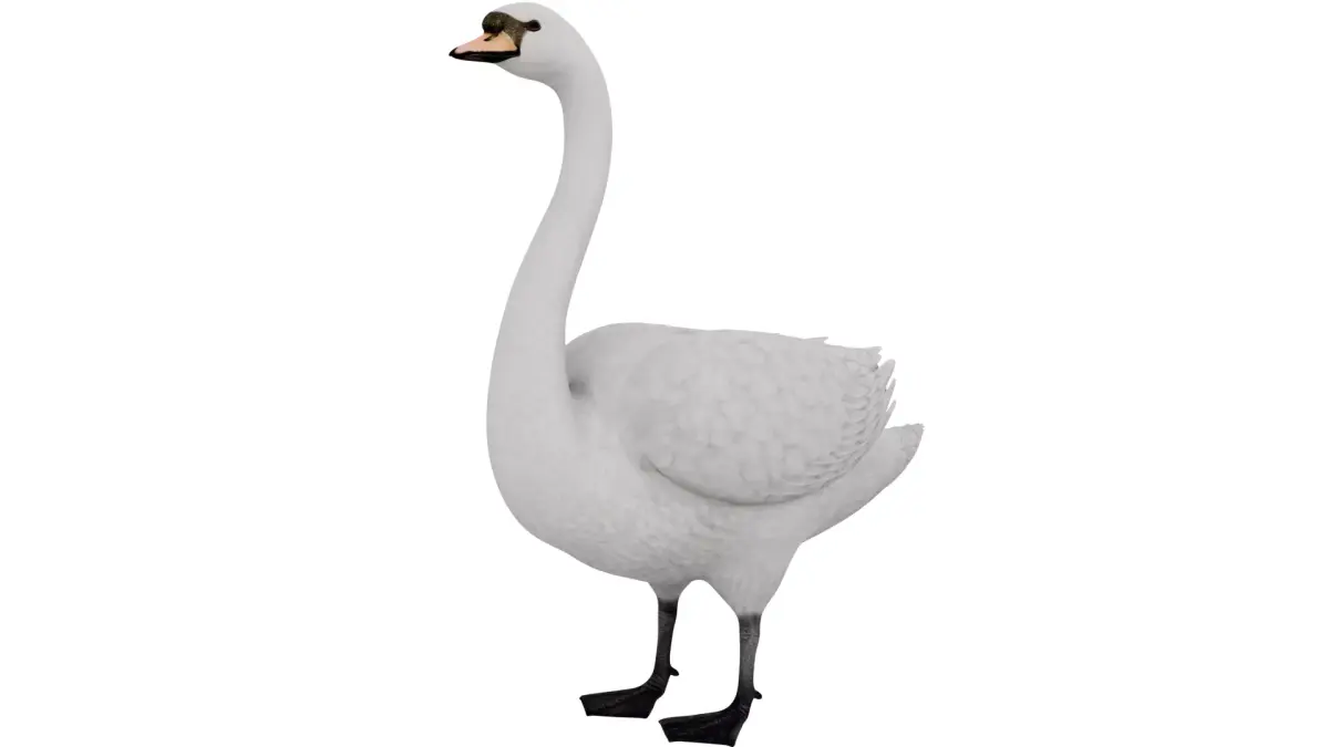 Swan Bird 3D model