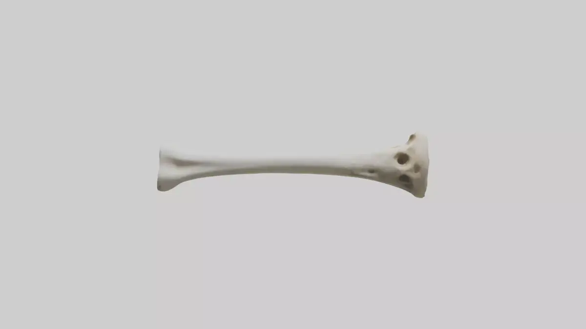 Giraffe Humerus Low-poly 3D model