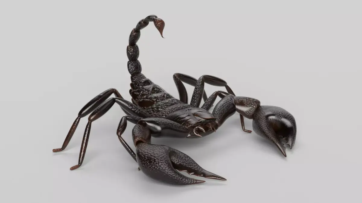 Scorpion 3D model 3