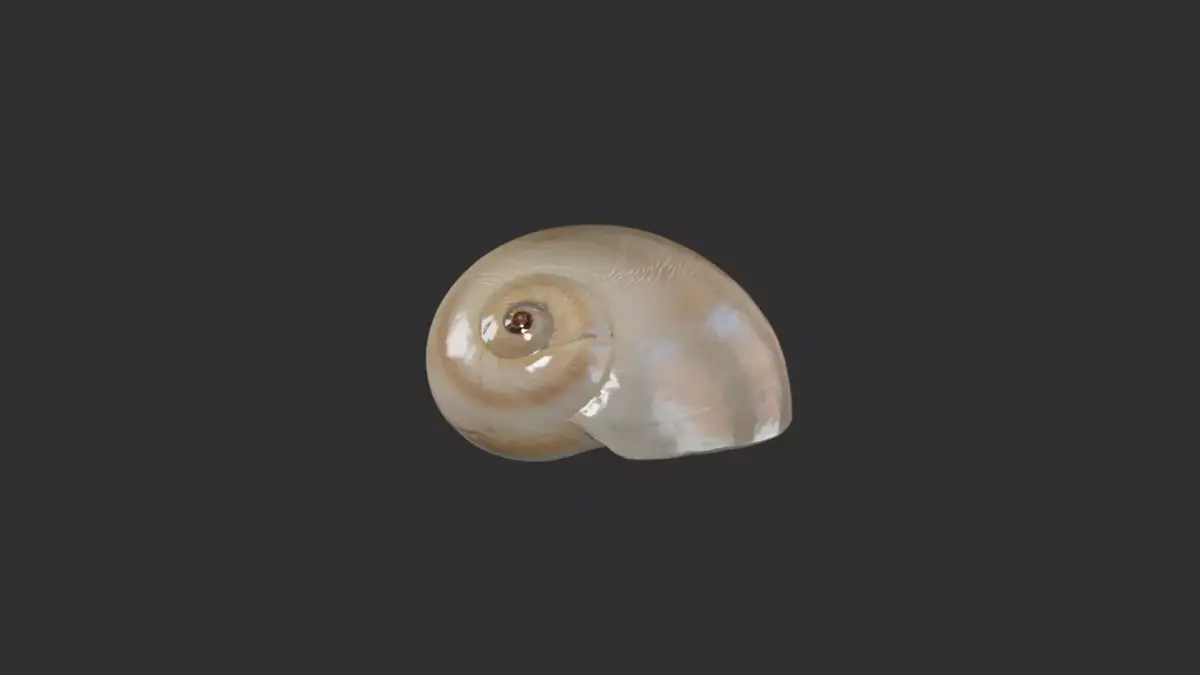 Sea Shell 1 3D model