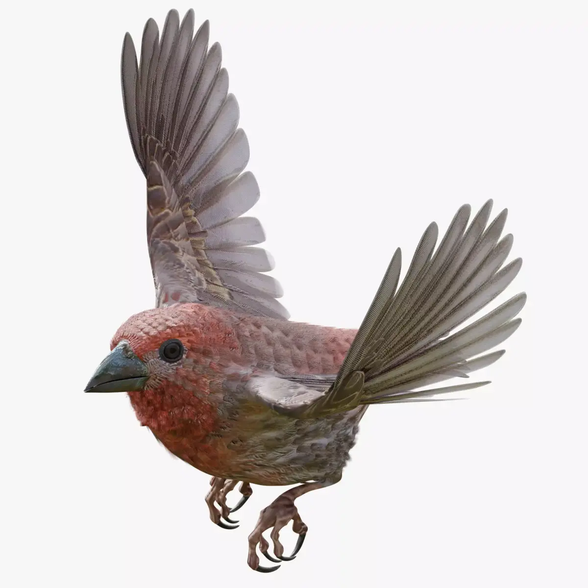 House finch - Blender Low-poly 3D model