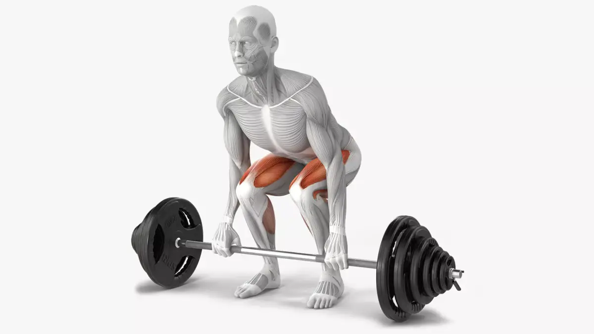Male Muscular System Deadlift Anatomy 3D model purchase