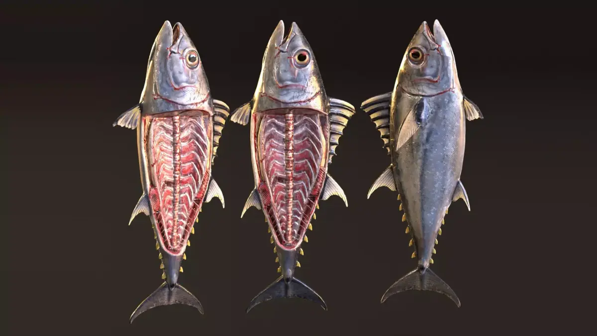 Butchered Bluefin Tuna Fish set and lods Low-poly 3D model