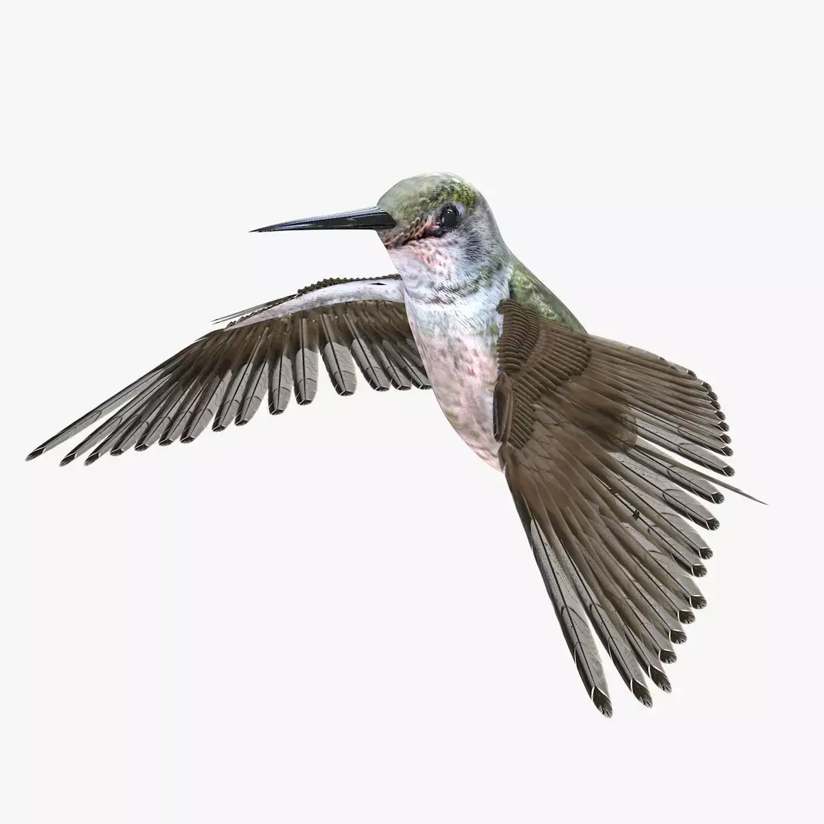 Hummingbird rigged 3d model Low-poly 3D model