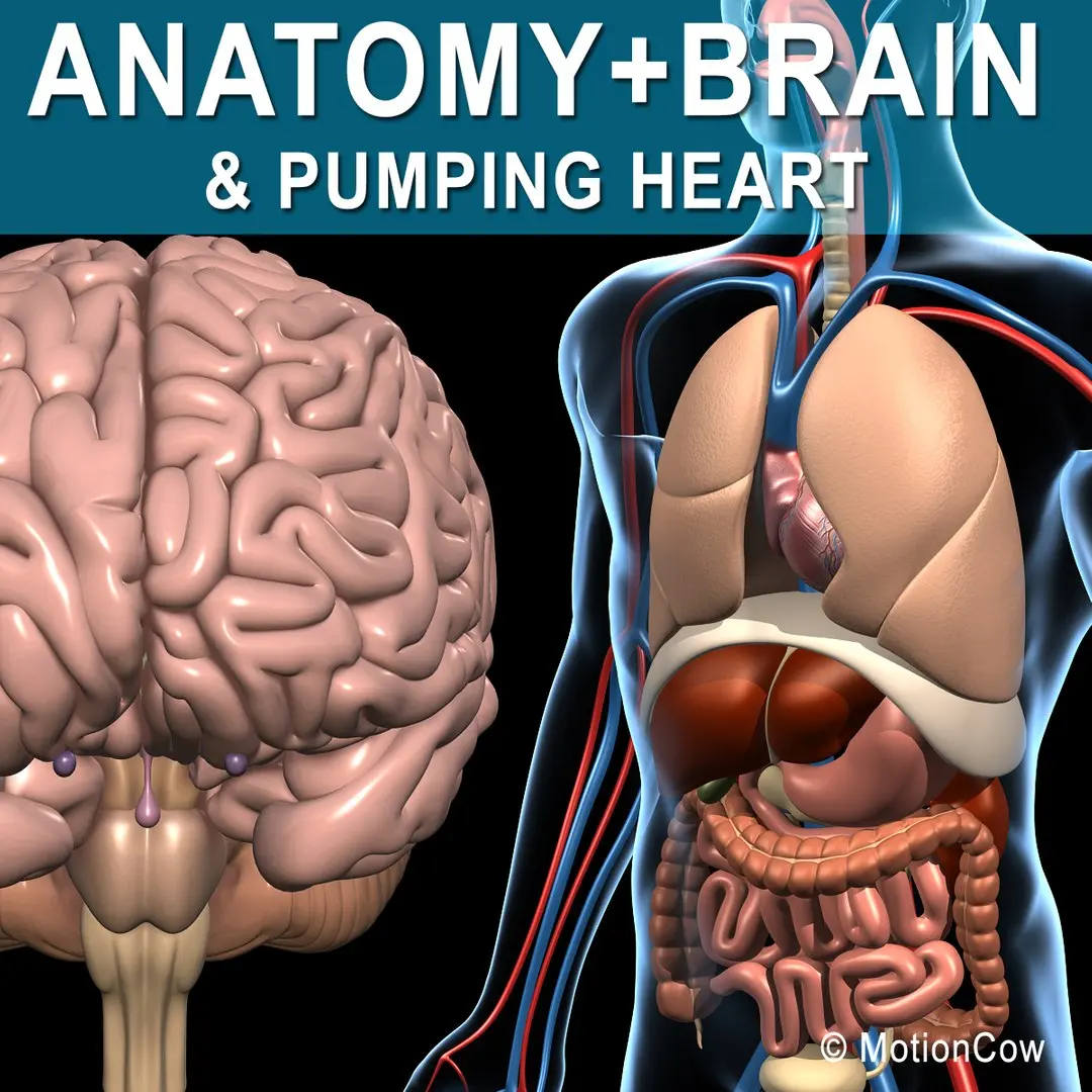 Anatomy and Brain 3D model
