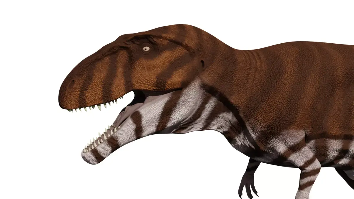 Giganotosaurus carolini  Low-poly 3D model