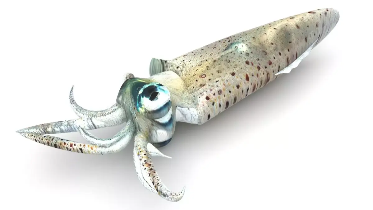 Squid 3D model purchase