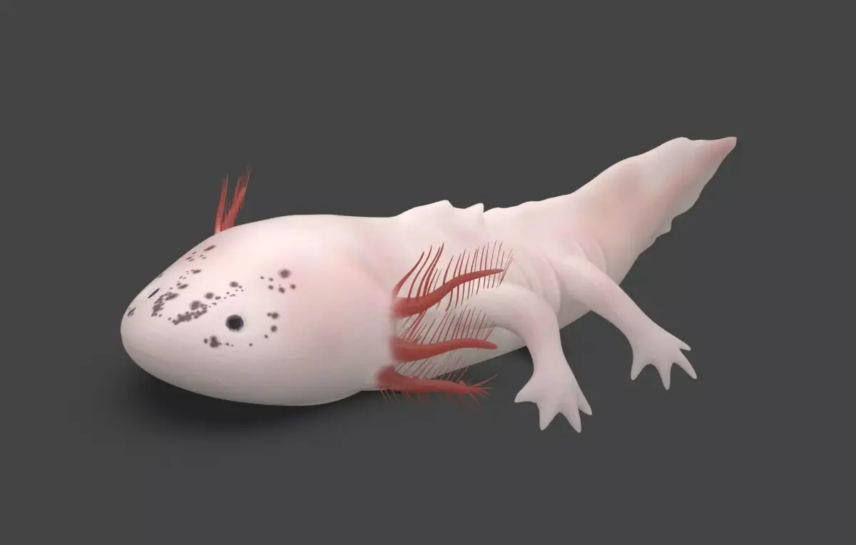 Axolotl Low-poly 3D model