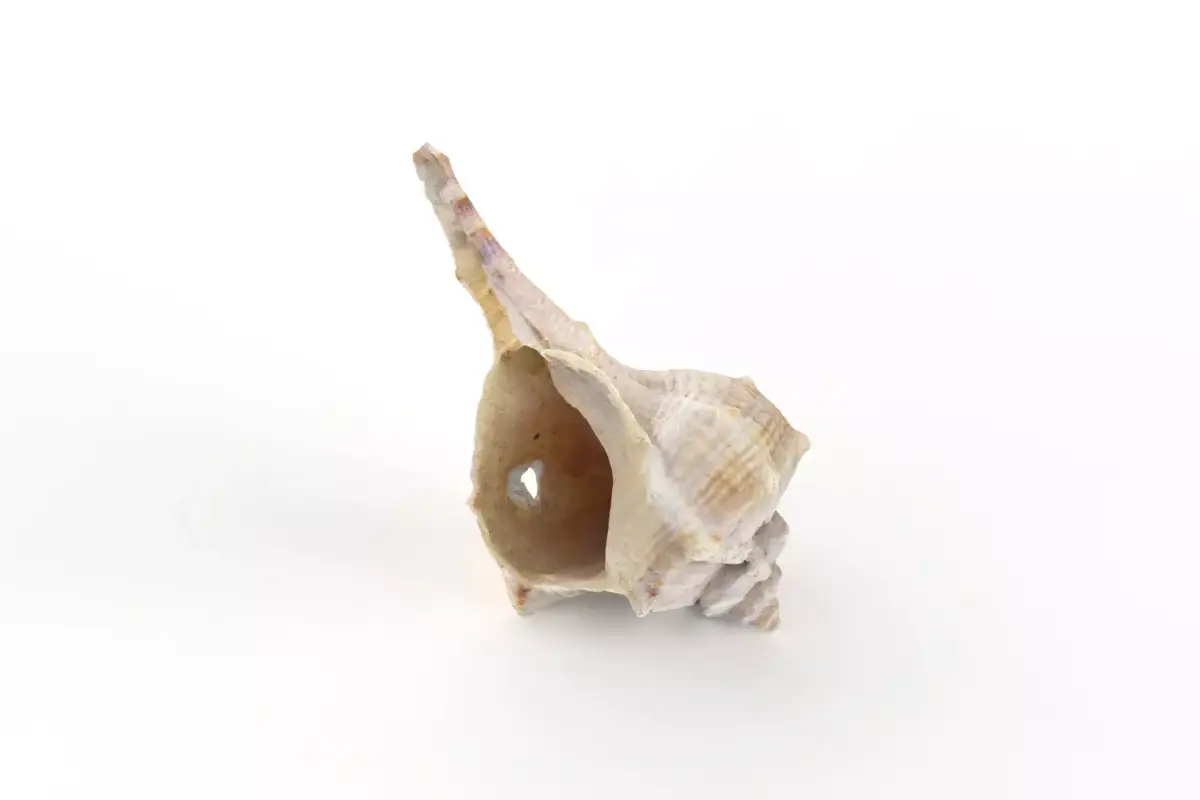 Sea shell - Scan Low-poly 3D model