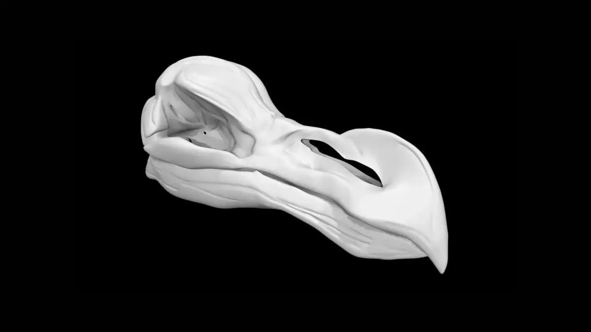 Dodo skull Low-poly 3D model