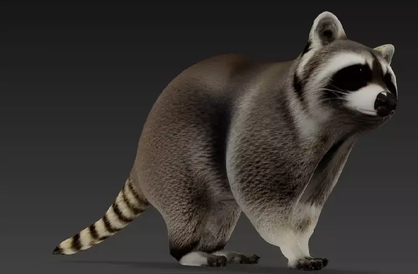 racoon 3D model purchase