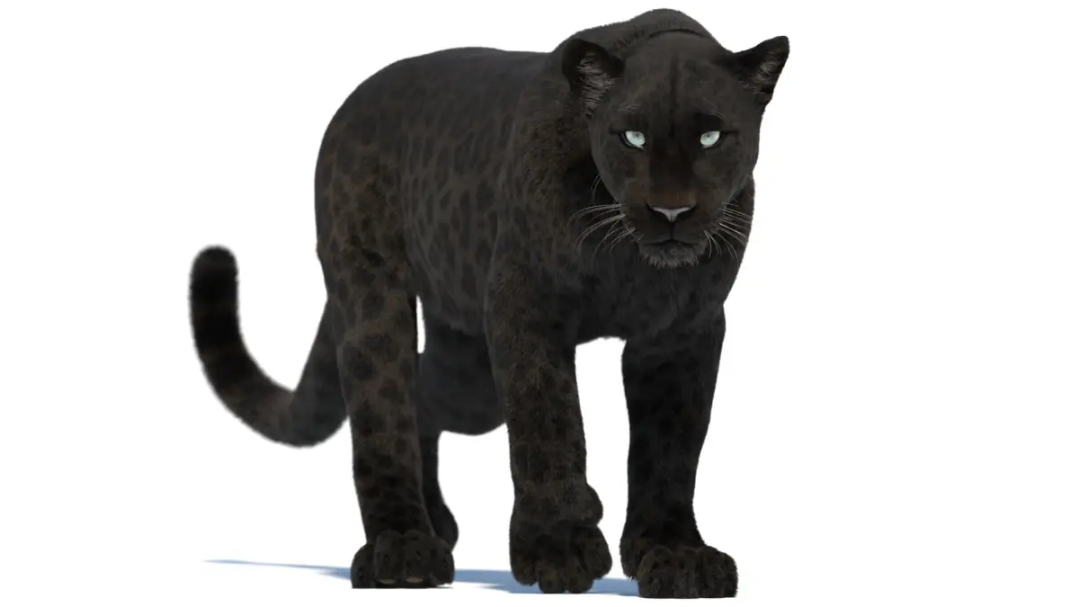 Animated Black Panther 3D Model with Fur 3D model