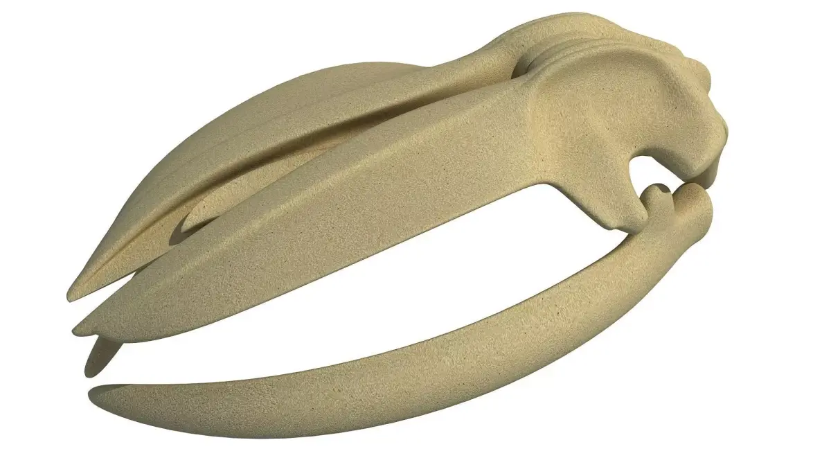 Detailed Whale Skull 3D model