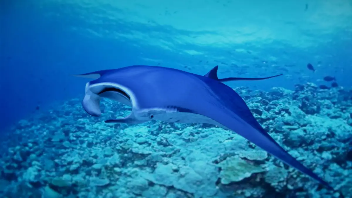 Mobula 3D model