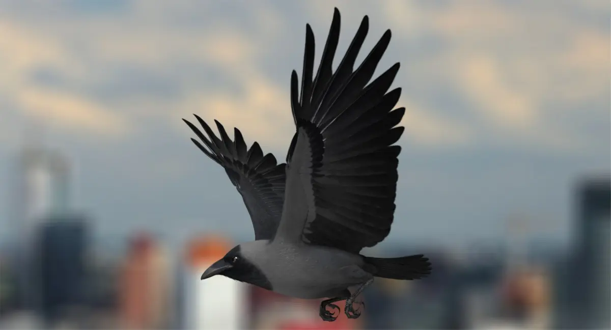 Corvus Splendens "House Crow" 3D model