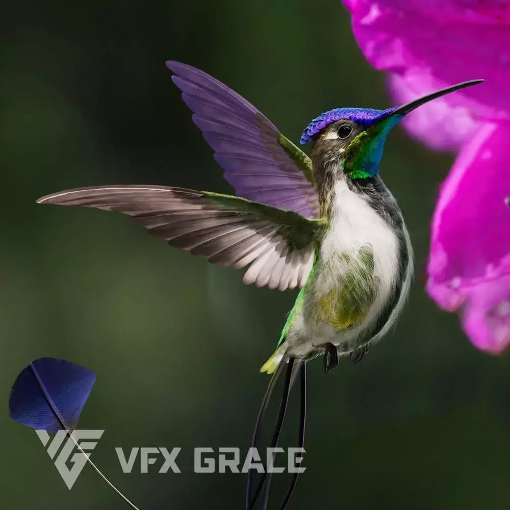 Hummingbird Animation VFX Grace 3D model