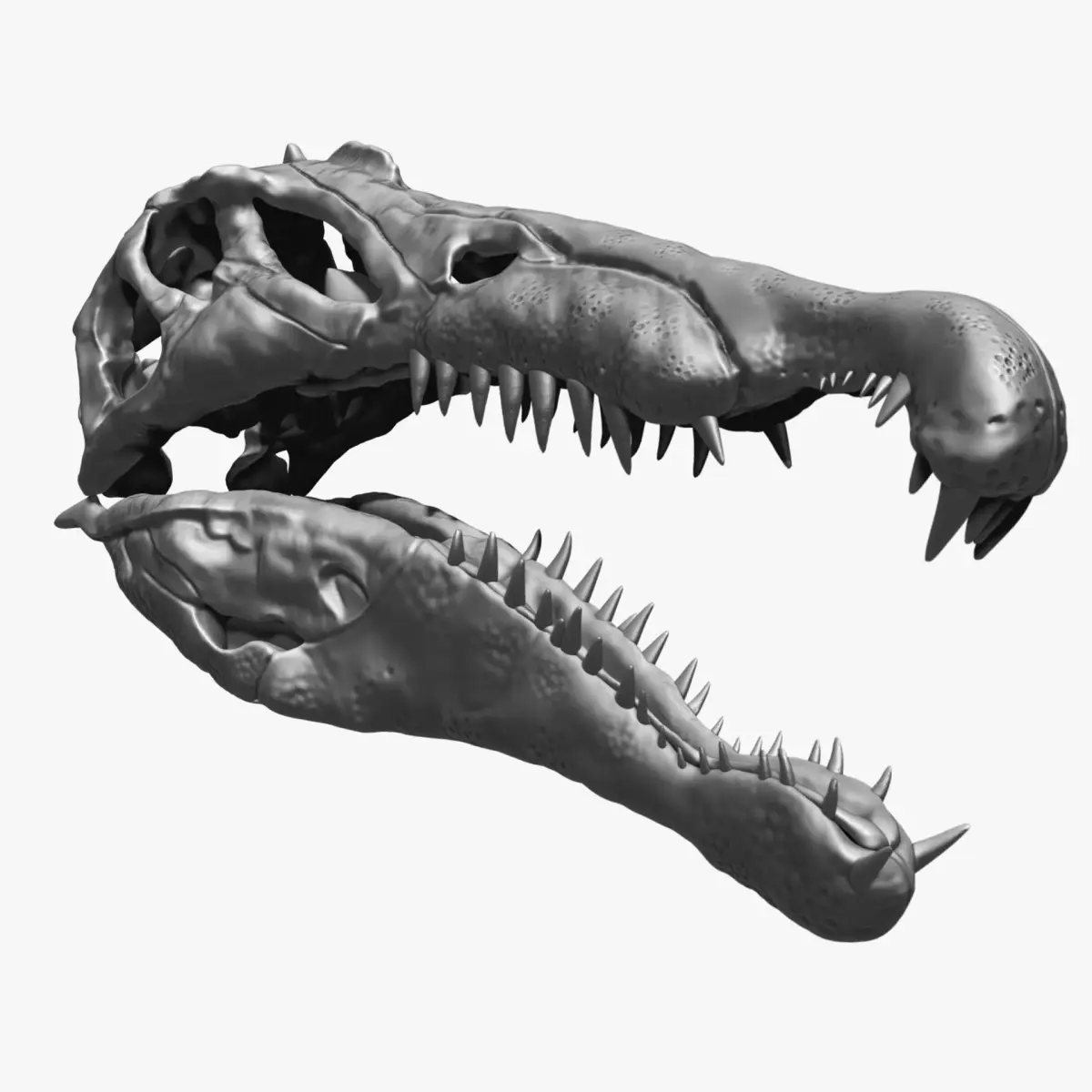 Dinosaur Spinosaurus Skull Set 3D model