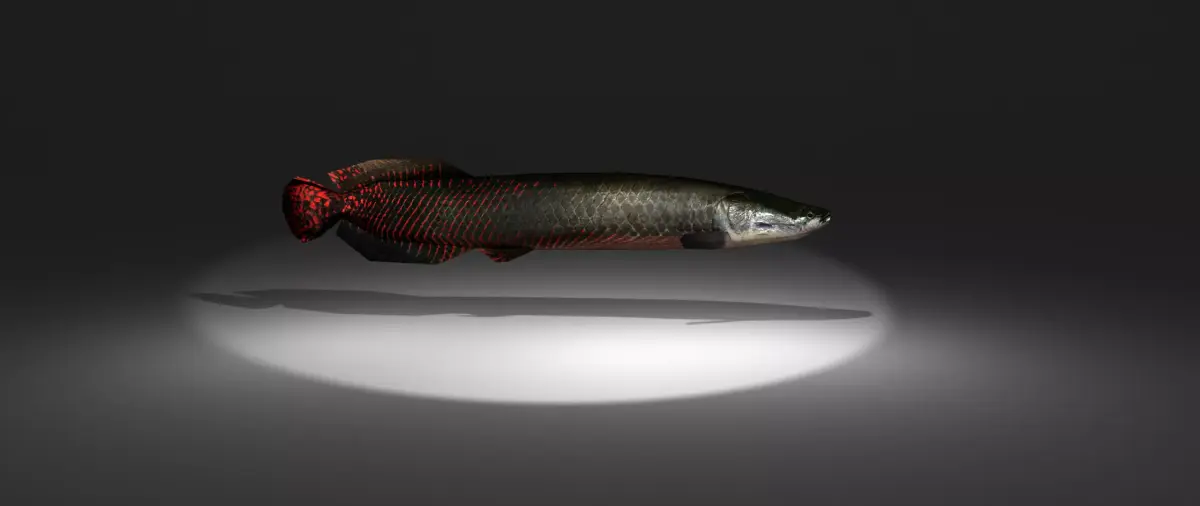 Arapaima fish with light shining Low-poly 3D model