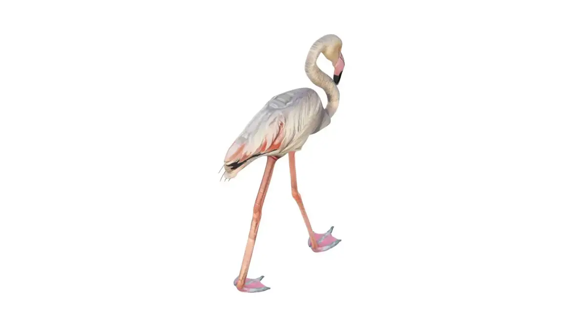 Flamingo 3D model get