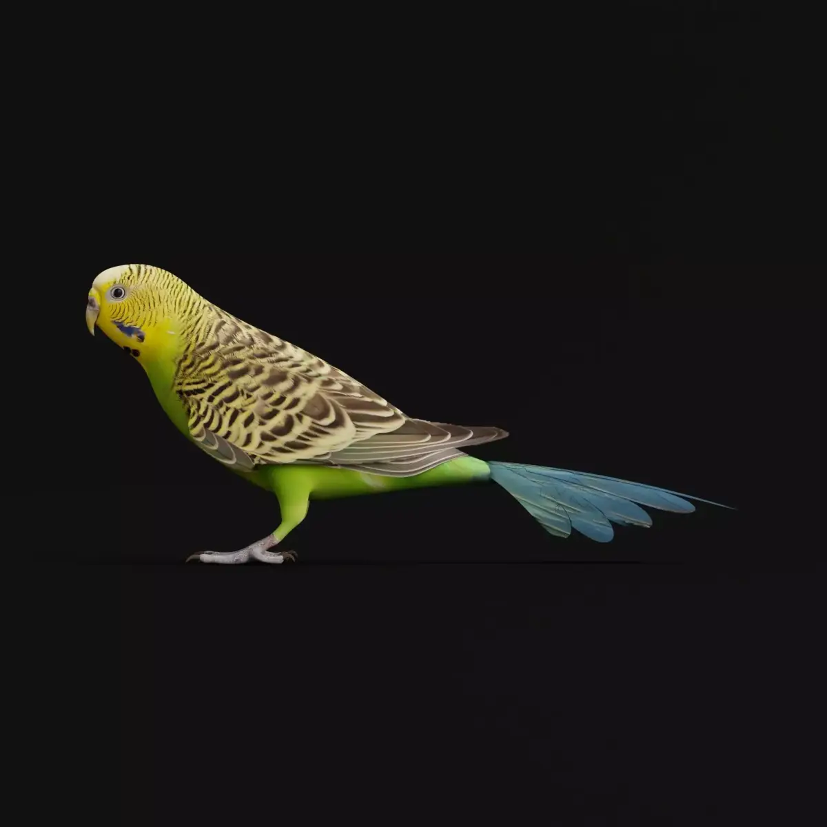 Budgerigar Budgie Bird Low-poly 3D model