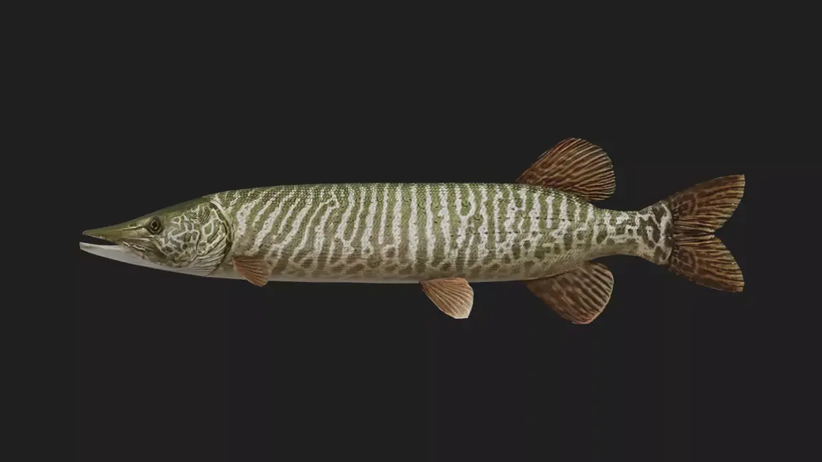 Pike fish Low-poly 3D model shop
