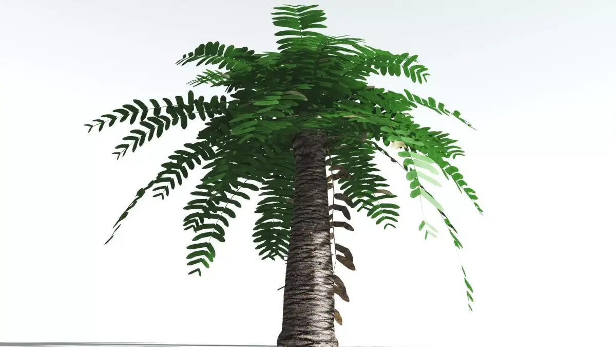 EVERYPlant Pseudoctnis Cycad LowPoly 2 --12 Models-- Low-poly 3D model