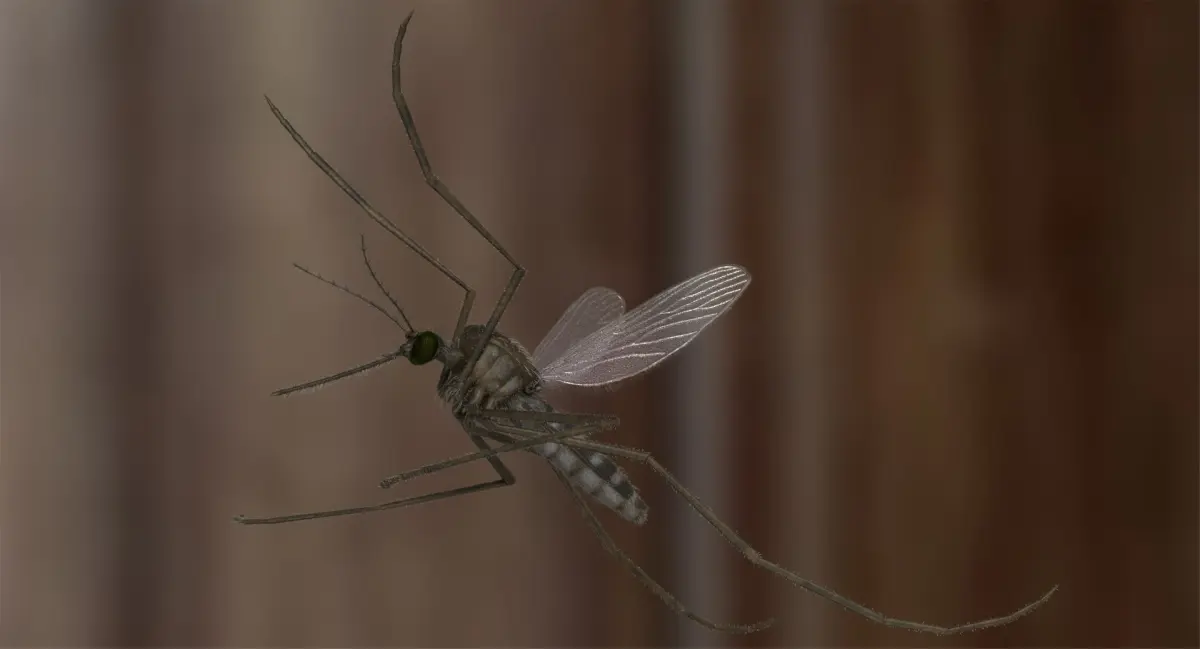 Mosquito Common House 3D model