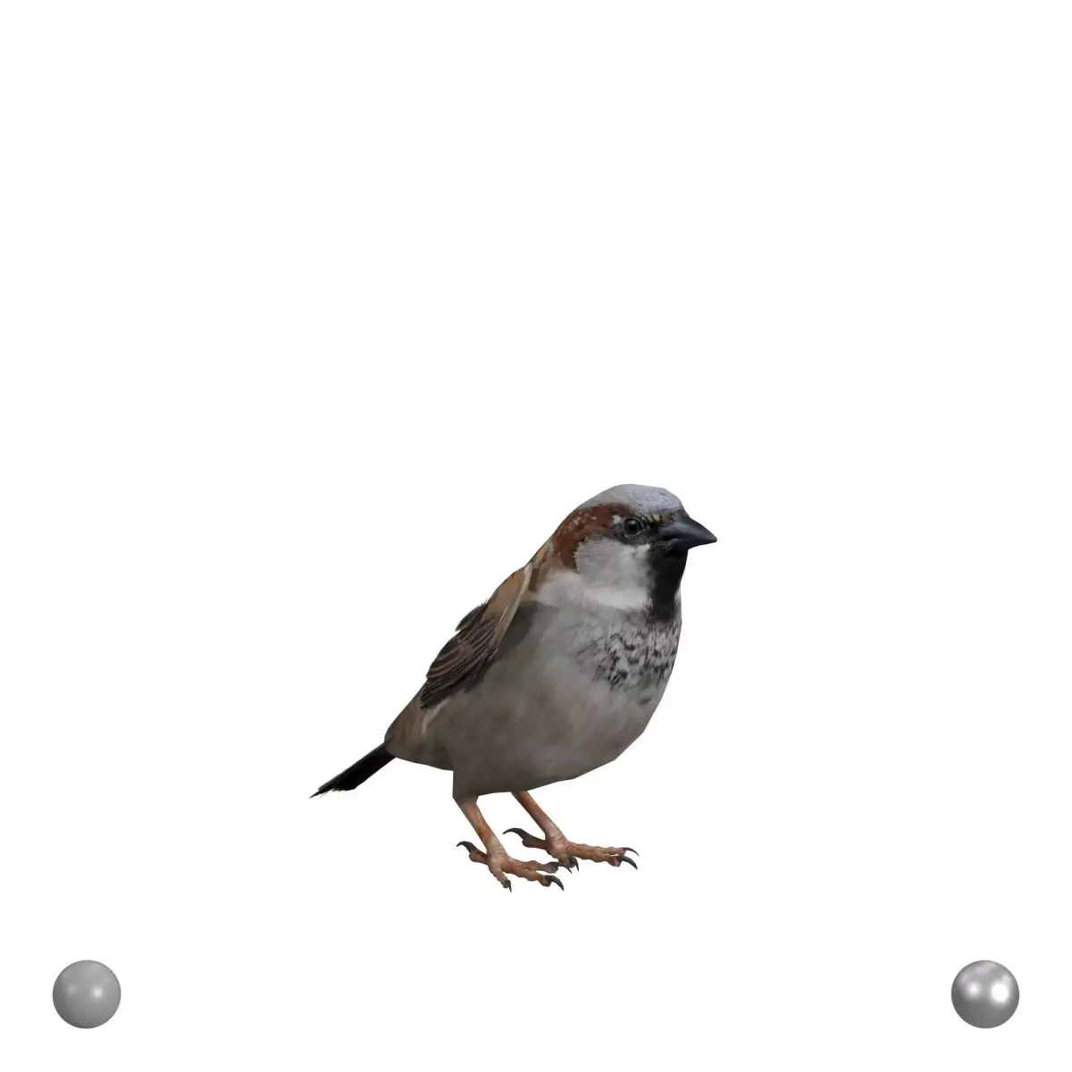Sparrow Low-poly 3D model buy