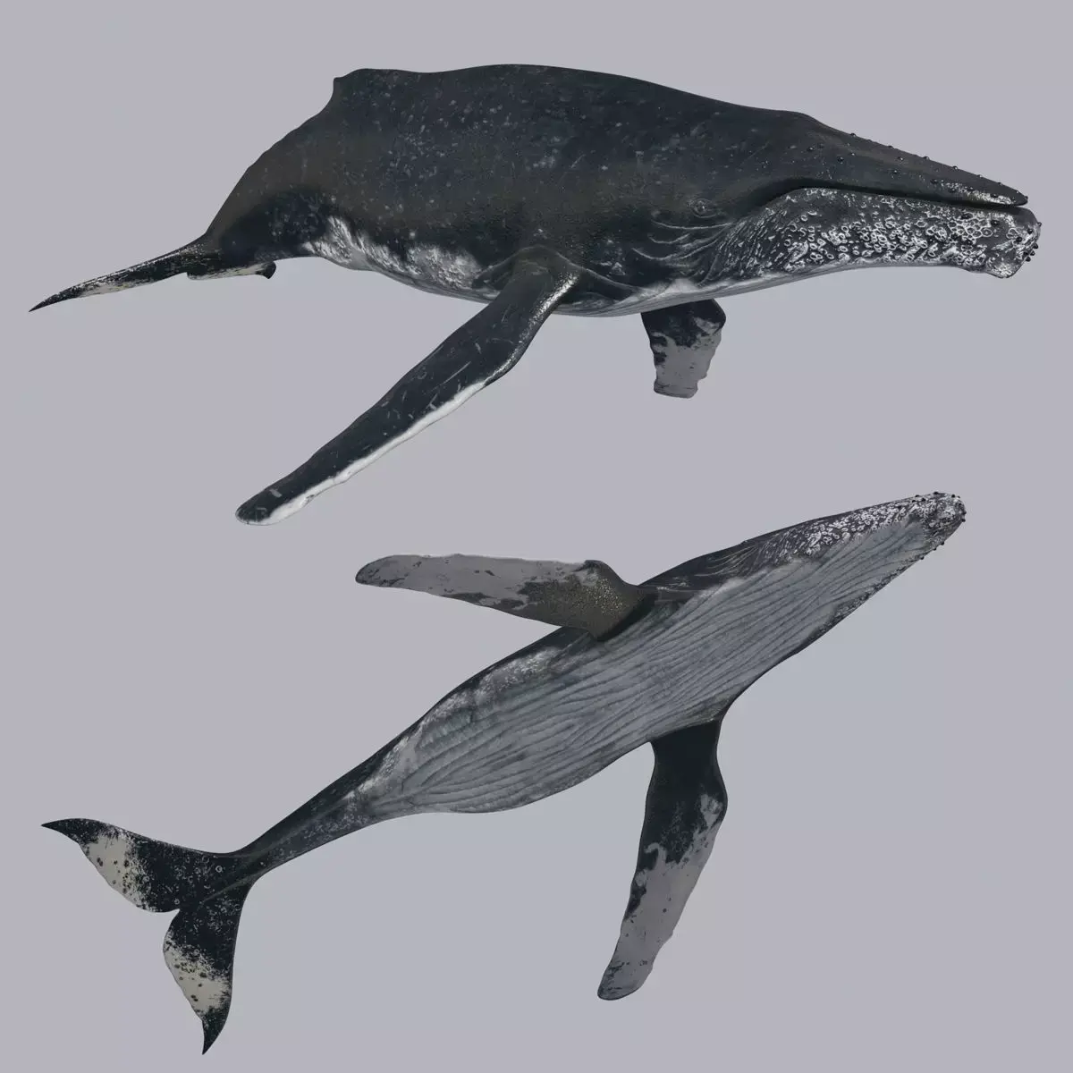 Accurate Humpback Whale 8K - 3d animated 3D model