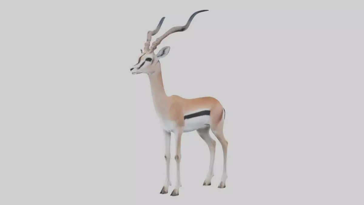 Soemmerrings gazelle Low-poly 3D model