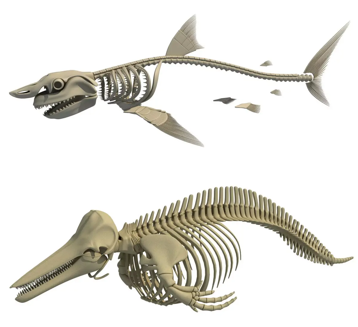 White Shark and Dolphin Skeletons 3D model