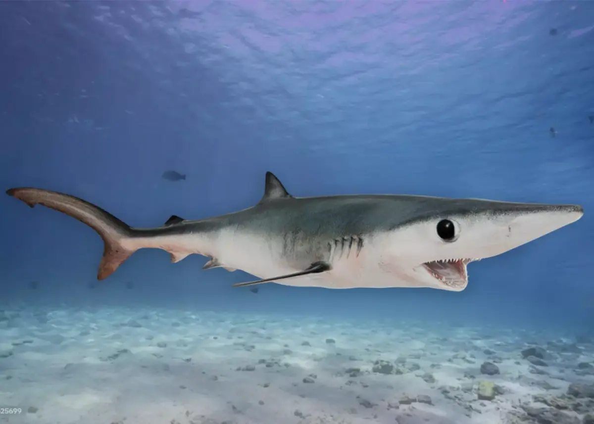Realistic Blue Shark Animated 3D model