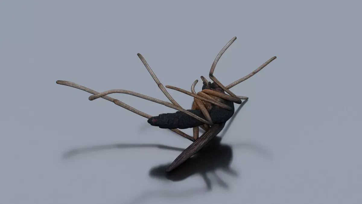 Dead mosquito Low-poly 3D model