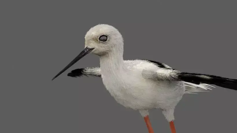 Realistic Stilt bird with feather 3D model