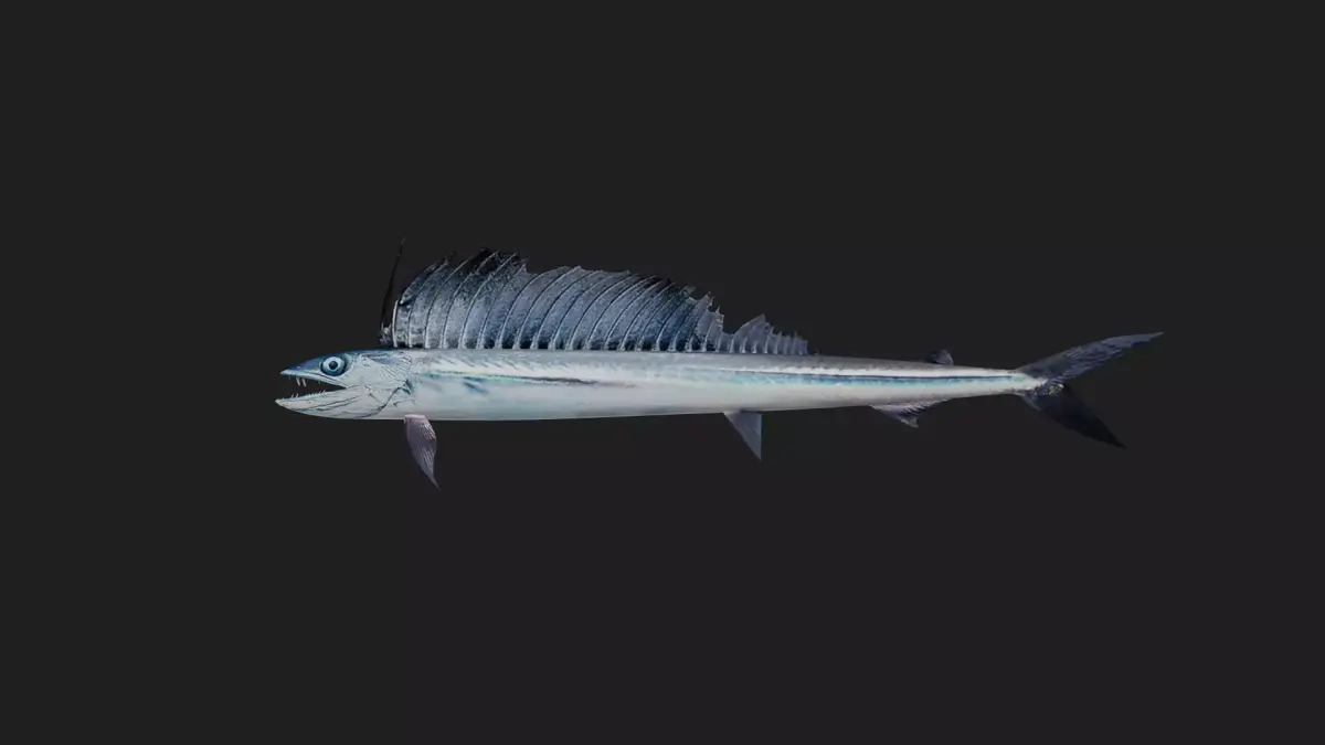 Lancetfish Low-poly 3D model