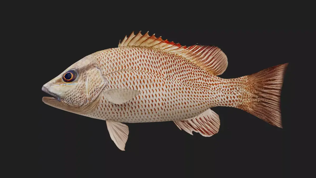 Snapper Low-poly 3D model 3