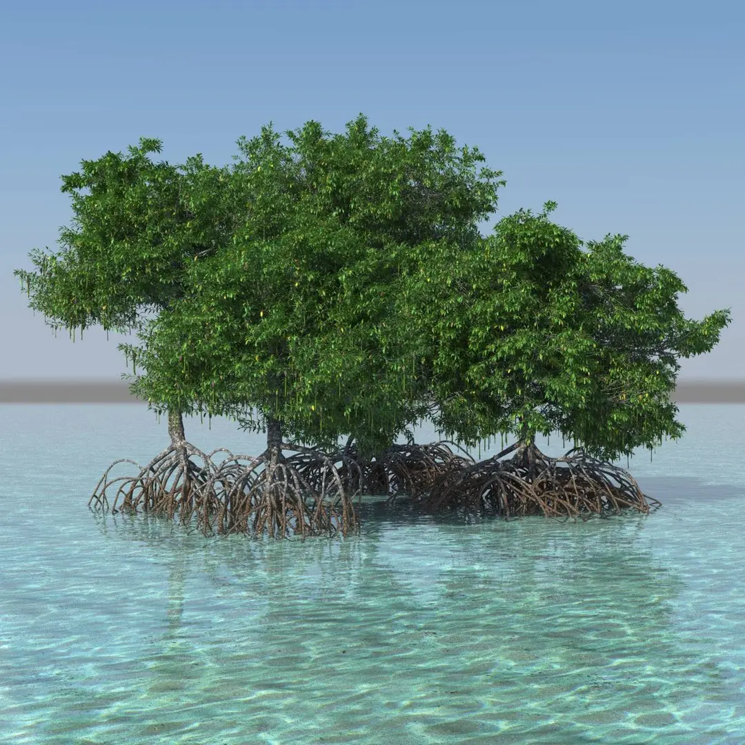 Mangroves 3D model