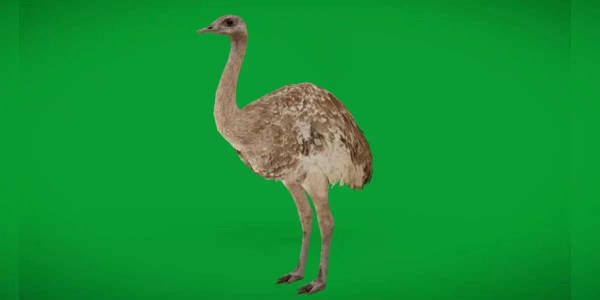 Rheas American Ostrich  Low-poly 3D model