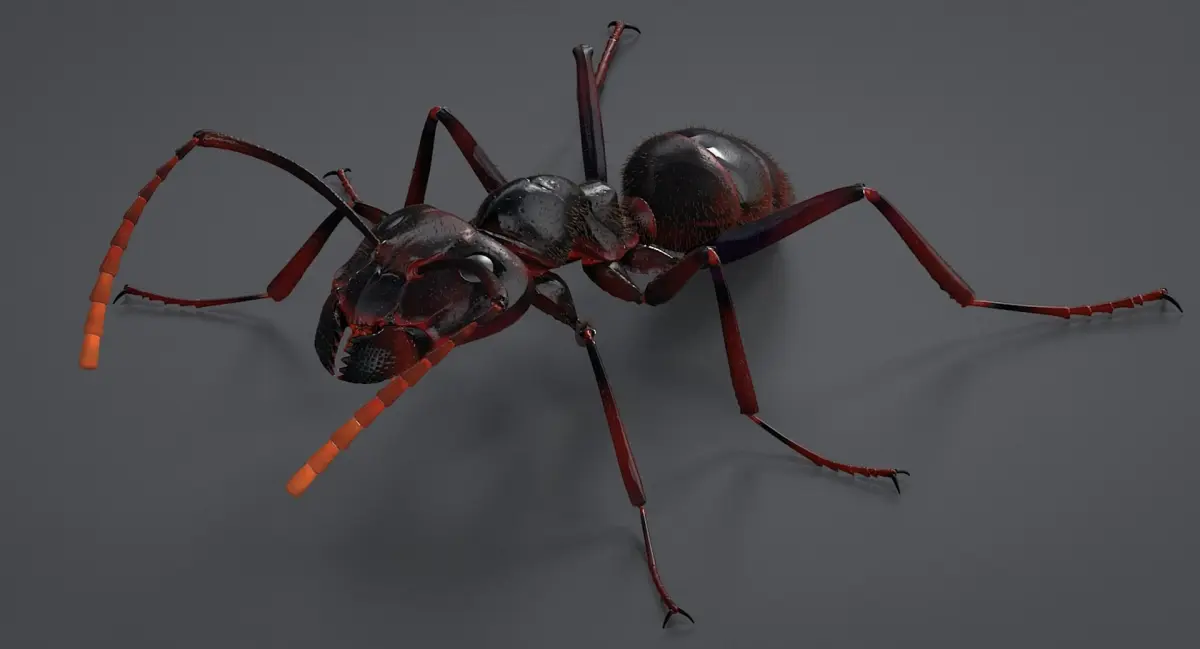 Realistic Black Ant 3D model