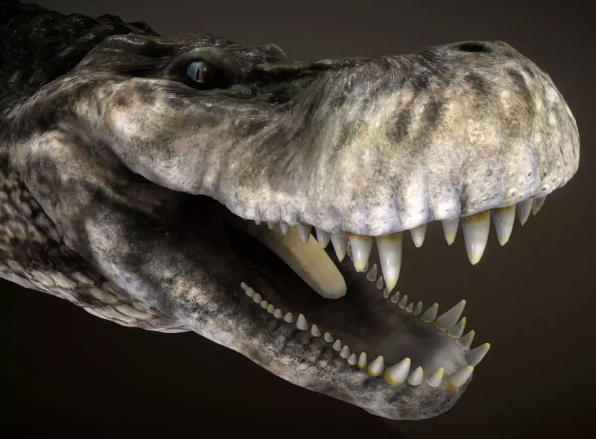 Purussaurus Low-poly 3D model