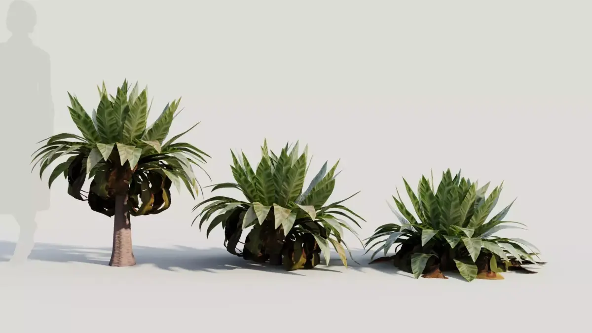 Asplenium nidus b 3D model