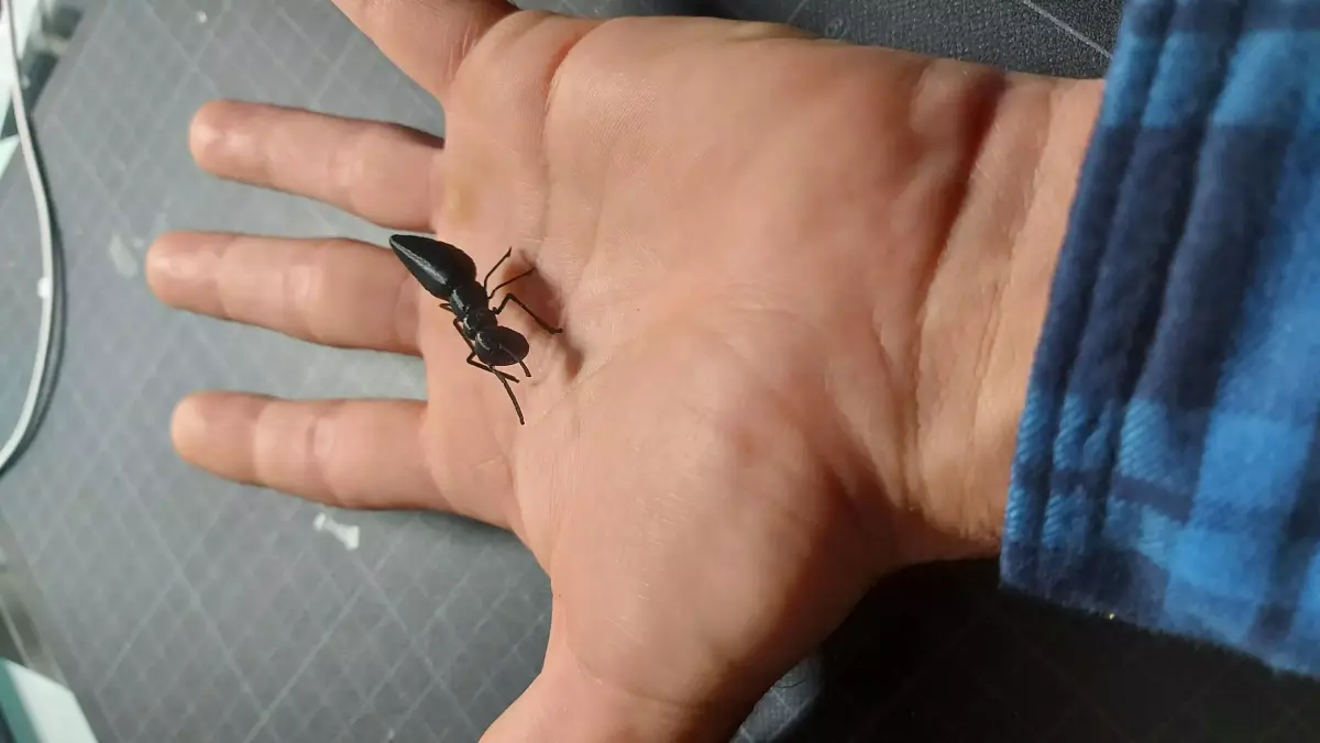 Ant insect 3D print model