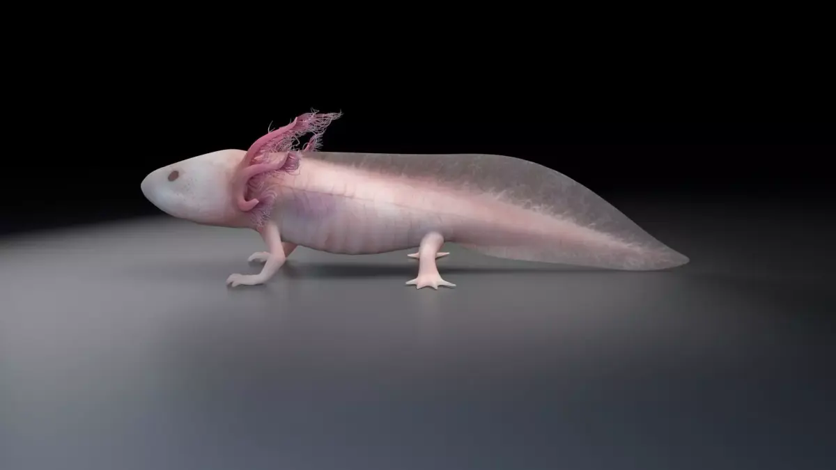 Axolotl - Salamander 3D model